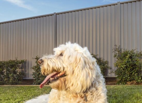 Colorbond fence with dog