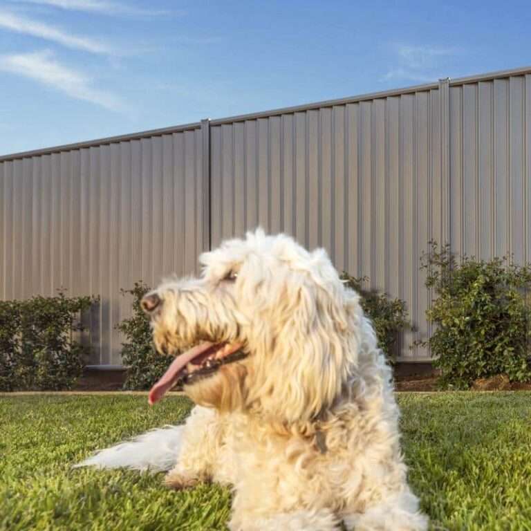 Colorbond fence Coffs Harbour with dog