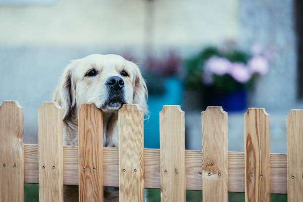 Timber paling fence contractor dog fence Woolgoolga